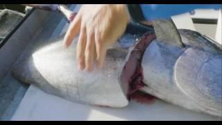 How to clean blackfin Tuna and why they are never on a menu.