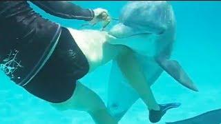 Ozzy Man Reviews Dodgy Dolphin
