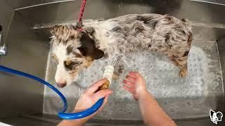 Australian Shepherd PUPPY Groom