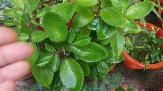 पत्थरचट्टा का चमत्कारिक पौधा  उपयोग और उगाने का तरीका  Bryophyllum medicinal plant care and use