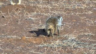 Meerkat eating a scorpion for breakfast