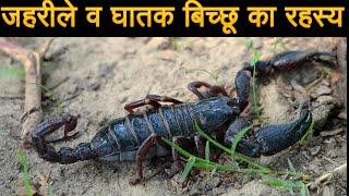 Top 5 Amazing Facts About Black Scorpion Animals Hindi Story  Bichhoo Bichhu  Wild Animals Video