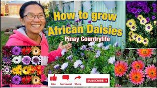 #gardening #flowers How to grow African Daisies - Pinay Countrylife