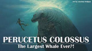 Perucetus the Largest Whale Ever?