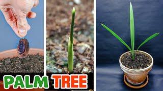 Palm Tree Growing From Date Seed Time Lapse 230 Days