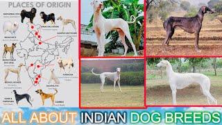 Top 3 Most Popular Indian Dog breeds 