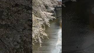 東京目黑川嘅樱花 早幾日大雨打曬花瓣
