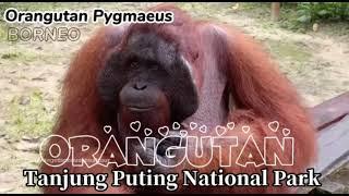 Orangutan Pygmaeus BorneoOrangutan Borneo @orangutanhouseboattour6258