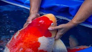 The Most Expensive Koi Fish In The World