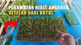 Sering GAGAL & MATI?? Begini Perawatan Bibit Anggrek dari Botol Pasca Aklimatisasi