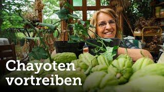 Die Chayote das geniale Gemüse wird wieder vorgetrieben + Highlight 