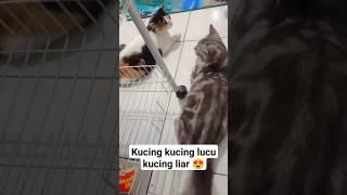 kucing lucu kucing liar 