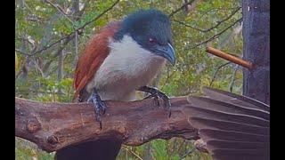 Amazing Burchells coucal call - Bird Sounds
