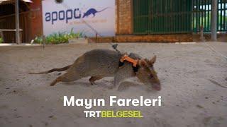 Mayın Fareleri