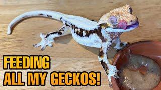 FEEDING MY PET GECKOS Tokays Cresties leaf tails and more