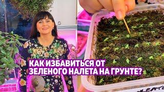 КАК ИЗБАВИТЬСЯ ОТ ЗЕЛЕНОГО НАЛЕТА НА ГРУНТЕ?