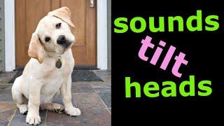 Sounds That Tilt a Dogs Head  Sounds Dogs Love