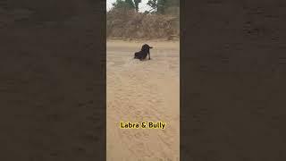 Labra Dog Vs Bully Smart dog  Labra dog Bully Dog  labra @Street_Dog_Pluto