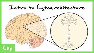 Introduction To Cytoarchitecture Brodmann AreasMap  Clip