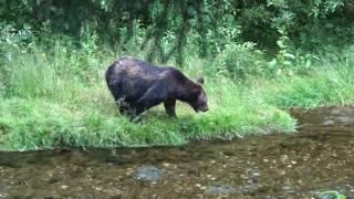 BEAR CATCHING SALMONFISH CREEKHYDERALASKA