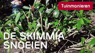 De Skimmia snoeien in het voorjaar hoe doe je dat?  Tuinmanieren