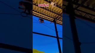 monkey funny video ।#funny #viral