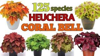 125 Coral Bells Plant Varieties Heuchera Plant varieties names  Plant and planting