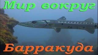 Барракуда Морские хищники