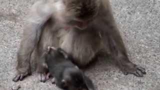 #01 Baby japanese macaque.1 week old.ニホンザルの赤ちゃん。生後一週間。