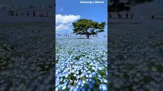 Blue nemophila field at Hitachi Seaside Park in Ibaraki prefecture.  #nature #flowers #amazing