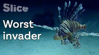 Where did the Lionfish come from ?  SLICE