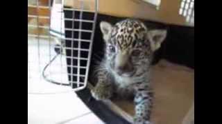 Baby Jaguar Cub Chews Finger Then Roars a Baby Roar