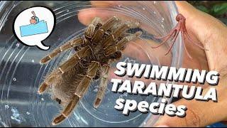 I read this TARANTULA can Swim & Catch fish 