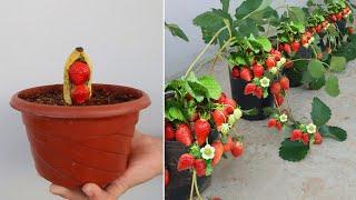 surprised with how to grow strawberries from seed