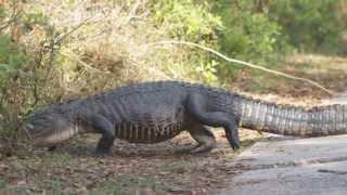 Alligator Walking