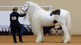 25 Most Beautiful Horses on Planet Earth