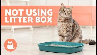 My CAT POOPS Outside the LITTER BOX?  7 Causes and Solutions