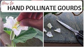 How to hand pollinate gourds  Explained