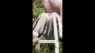 Shaggy Mane - The Inky Cap