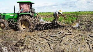 Excellent Fishing in Growing season  Catch Copper SnakeHead Fish & Catfish Under Mud Rear Tractor