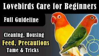 Lovebirds Care for Beginners   A to Z Guideline