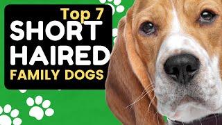 Top 7 Best Short Haired Family Dogs 101