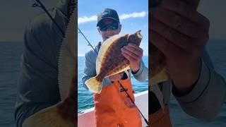 Commercial Flounder Fishing HUNDREDS of Pounds #shorts #fishing