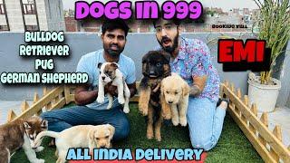 Cheapest Dogs Market In Delhi NCR  Bulldog Husky Labra Beagle Pug  Dog in 699Rs  Ak Pet Shop