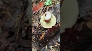 Польский гриб . Imleria badia .
