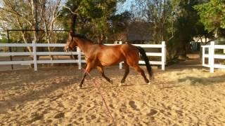 Trotting and cantering in a circle.