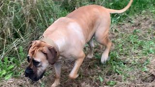 Boerboel’s out on a Walk #boerboel #doglover #viral