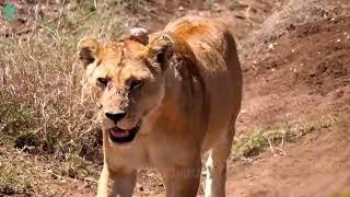 OMG Crazy Baboon Attacks Giant Python To Rescue Teammate Being Swallowed by Python  Wild Animals