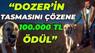 BAŞINI SEVENE 20.000 TASMASINI ÇÖZENE 100.000 TL HEDİYE - Urfa Gureğh Çoban Köpeği Dozer