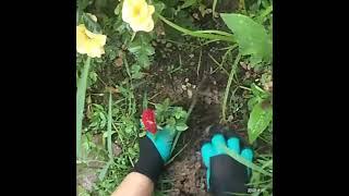 Sarung Tangan Berkebun Cakar Gali Tanah Taman Claw Garden Gloves 2
